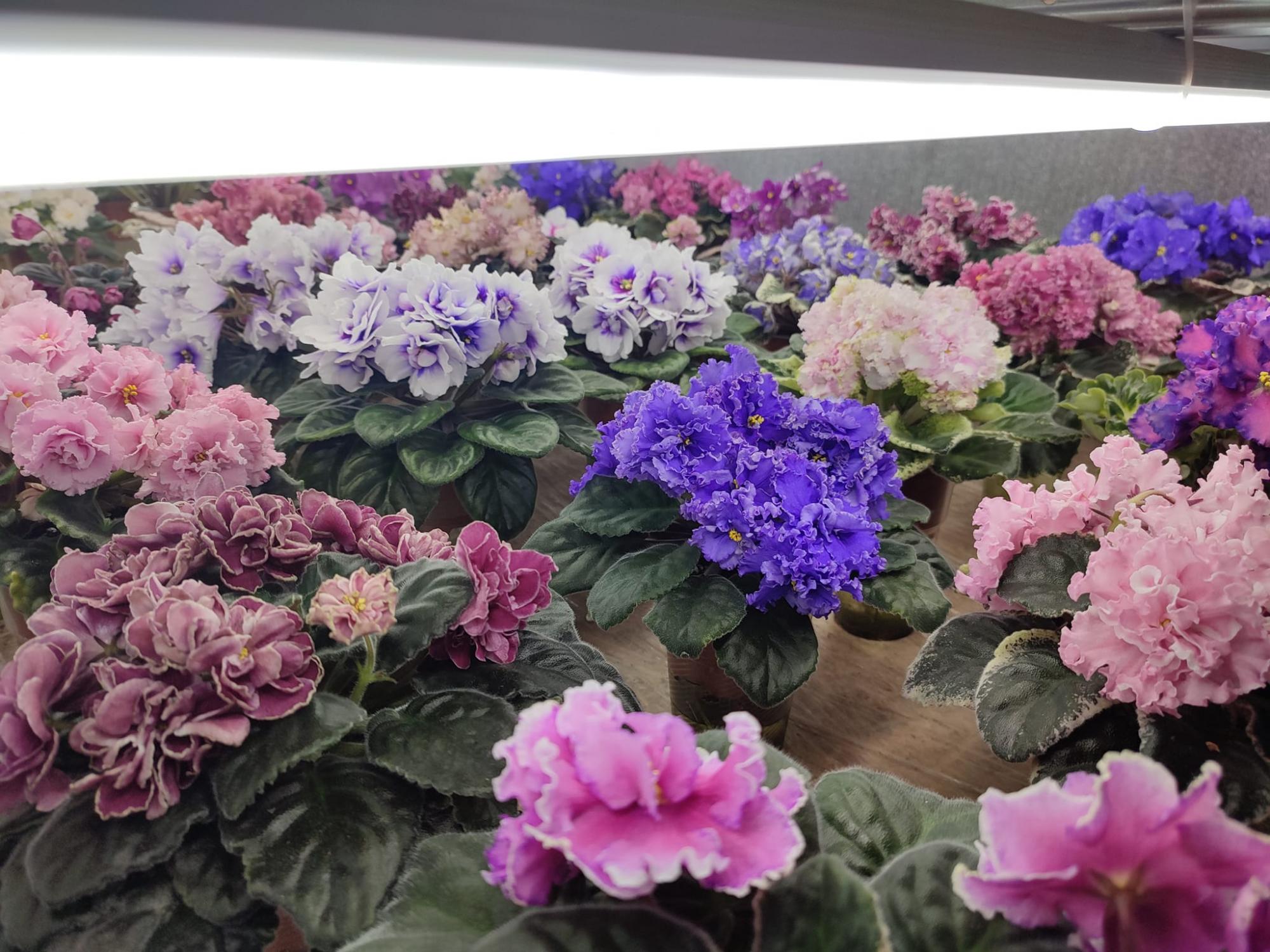 Как вырастить дома сортовые фиалки, как на выставке: секреты профессионалов